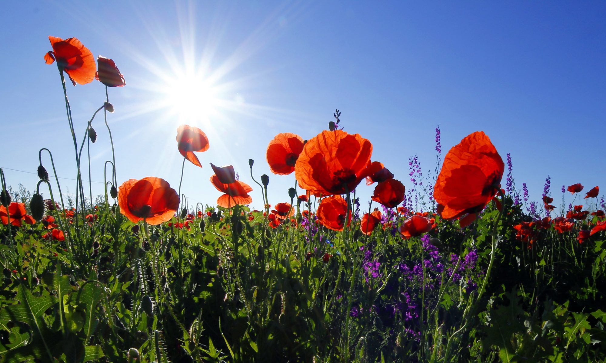 Circle of Life Poppies