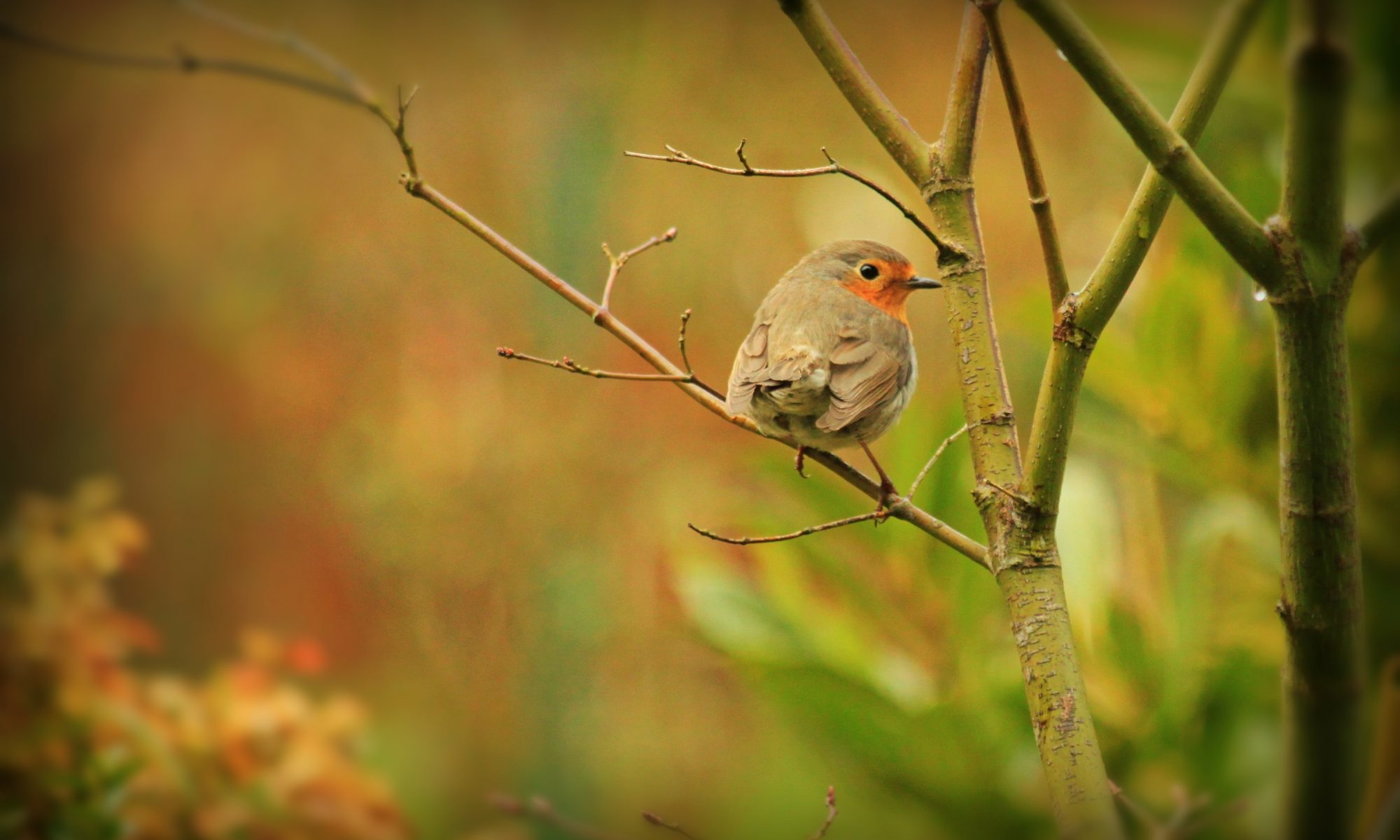 Robin in a tree to symbolise afterlife & funerals